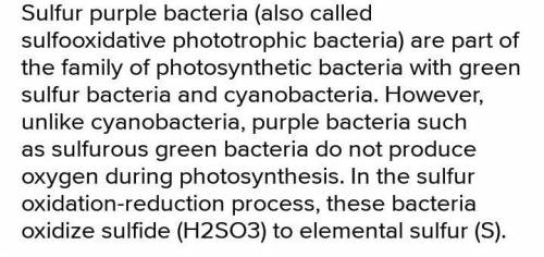 How did the arrival of the green bacteria likely affect the survival of purple bacteria?