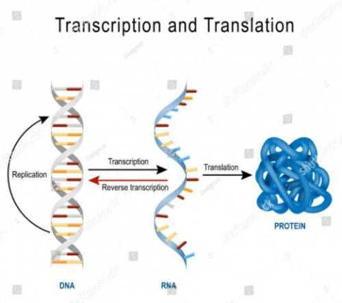 Explain how DNA is used to make a protein.