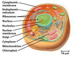 Which of the following statements about eukaryotic cells is NOT

true?
Eukaryotic cells have a membr