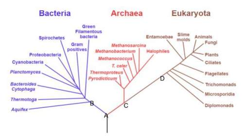 Atree of life depicting the hypothetical phylogeny of the three domains is shown above. at which let
