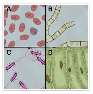Which of the samples shown below are eukaryotic? a) b and d