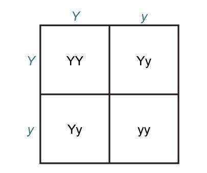 Plz 77 points i will mark the brainliest to the first good !  the punnett square shows