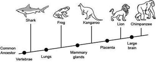 Will mark brainiest! 18 points! need in 15 minutes!  the following diagram shows the b