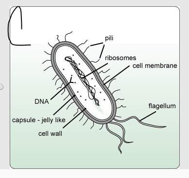 Only answer if you know it!  which image is a correctly labeled prokaryotic cell?