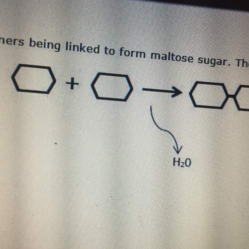 This diagram shows to glucose monomers being linked up for maltose sugar. the process that link the