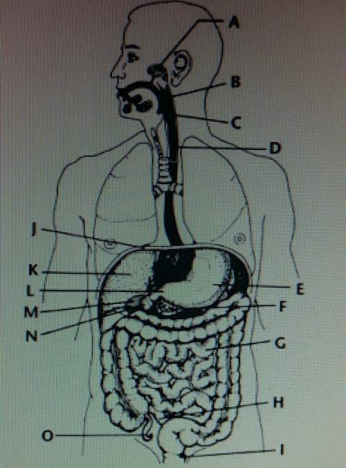 What label in the diagram above has been given to the organ in which bile is stored? 1.) k