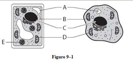 "which pairing matches the structures shown in the cell diagrams with the processes that take place