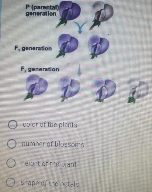 Study the diagram below and answer this question: what trait is being studied in the plants?