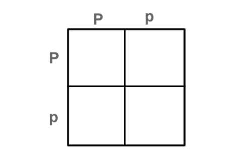 The punnett square above shows a cross between two sweet pea plants in mendel's greenhouse. both par
