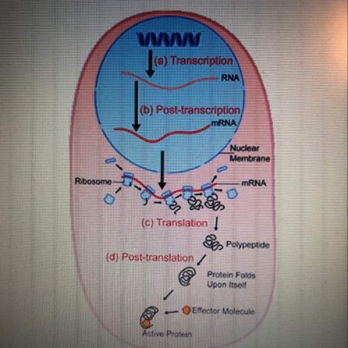 The image represents protein synthesis. imagine the protein being produced is to be exported as an e