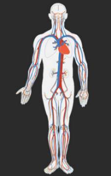 The arteries in the image appear red. what are they carrying?