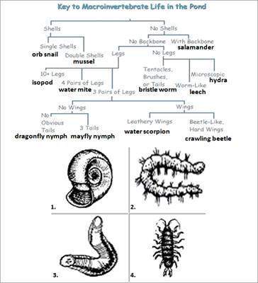 According to the dichotomous key, organism 4 is a(n) a) isopod. b) water mite. c)