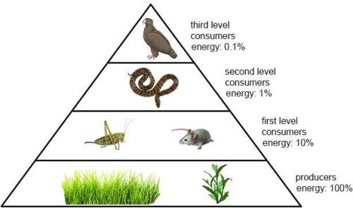 Which of the following correctly describes the energy relationship between first level consumers and