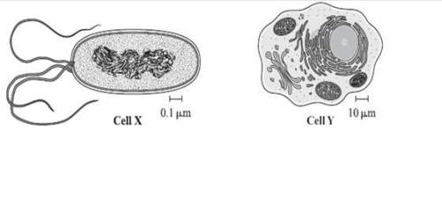 The illustrations represent two different cells. eukariotic prokariotic cell diagram whi