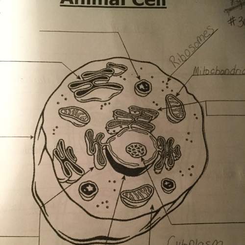 What’s the rest of the animal cell? ?