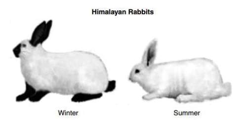 The photograph below shows two color variations of himalayan rabbits. in the winter, the rabbits res