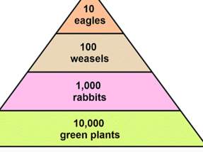 The energy pyramid show below represents a valley ecosystem. which transfer of energy shown below is