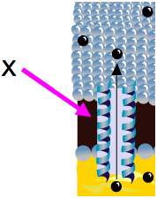 Which best describes the structure labeled x in the diagram?  a. membrane protein