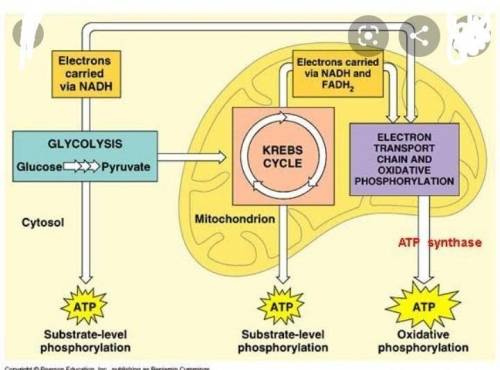 Where does each stage of cellular respiration occur, and what happens during each stage?