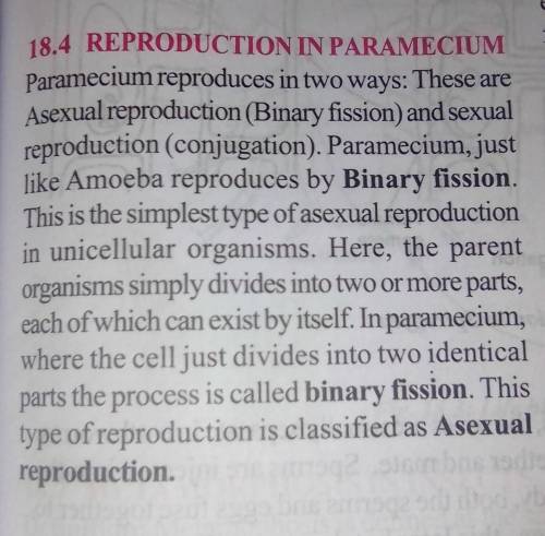 When does conjugation occurs in paramecium