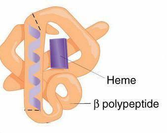 Describe the four levels of protein structure. For each level, include: the name of that level of st
