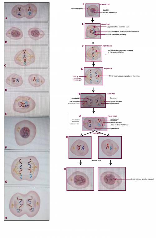 Mitosis is a type of cell division. organize the images below to show the steps of mitosis￼.