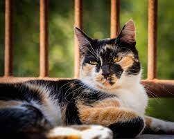 A calico cat shows both the traits for orange fur and black fur.

What kind of allele expression is
