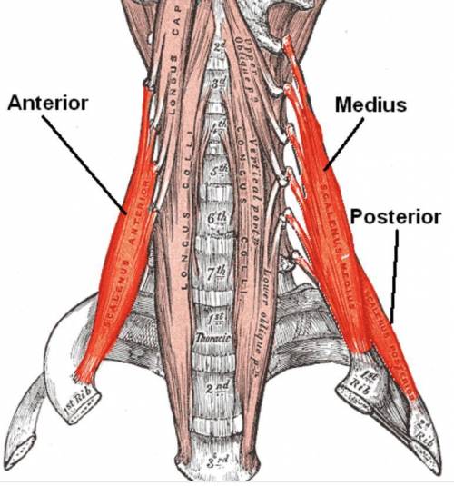 Which muscle originates on the transverse processes of the cervical vertebra and inserts on the firs