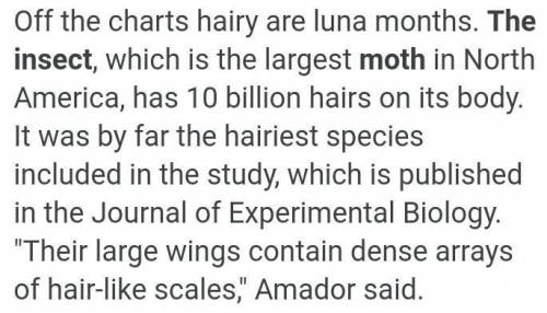 What is the hairiest animal on earth?