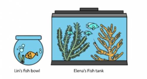Lin and Elena have discovered they have so much in common. They each have a fish tank holding 20 uni