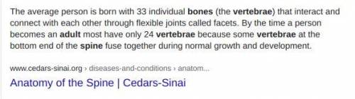 1. How many bones make up the spinal or vertebral column in an adult human?