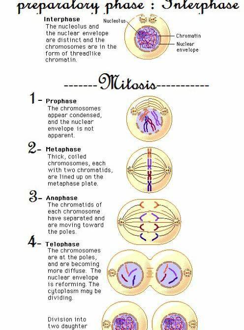 Why does a cell in meiosis not go back into interphase after completing telophase 1?