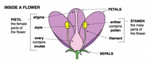 List the parts of a flower, and describe the function of each part.