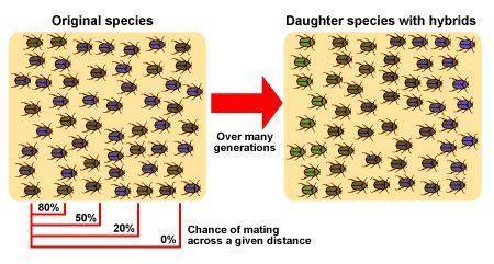 Which increases speciation?  a. asexual reproduction b. lack of mutations c. no competition d. low g
