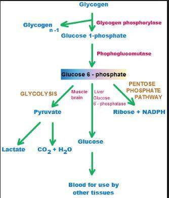 The function of glycogen phosphorylase is:  question options:   a. the conversion of glucose-1-phosp