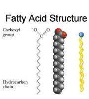 Which describes the basic structure of a fatty acid?