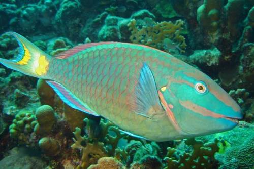 Stoplight parrotfish: