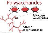 Which of the following are an example of a polysaccharide?