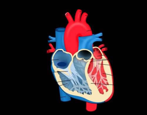 What is the purpose of the heart and what is it made from?