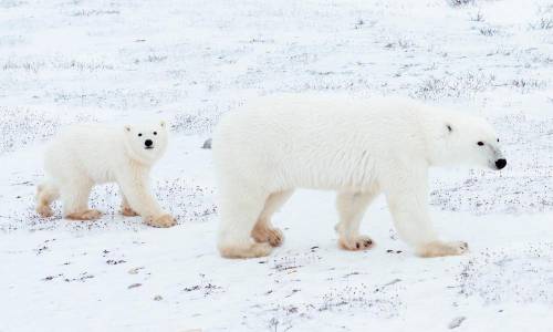 How will oil drilling impact the polar bears?