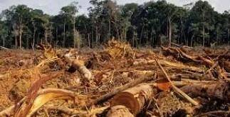 Deforestation and global warming?