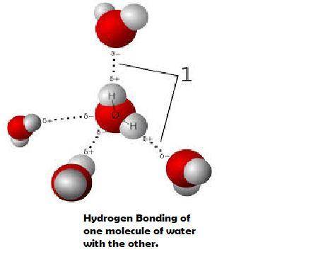 Each water molecule is joined to  other water molecules by  bonds. each water molecule is joined to 