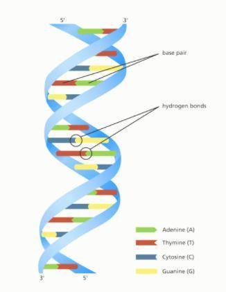 What is the genetic information that must

be copied for the next generation of cells
called?
A. RNA