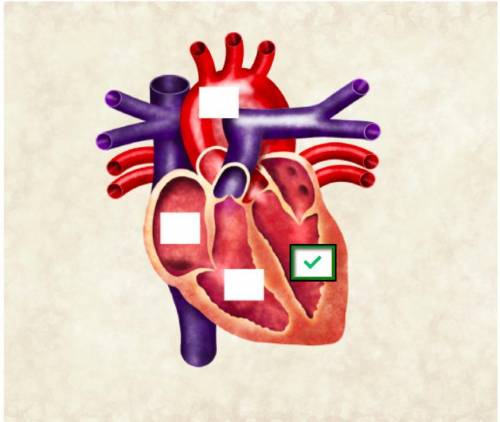 The heart is the major organ in the circulatory system. which region of the heart supplies oxygenate