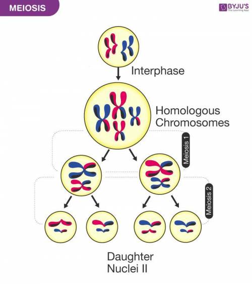 Which of the following best describes the genetic complement in each

daughter cell at the conclusio
