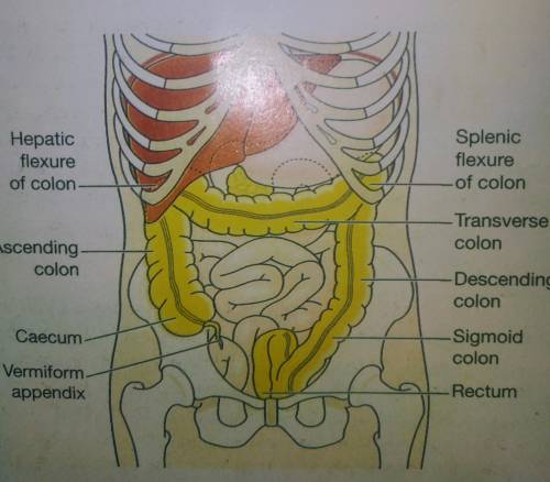 Which of the following is true regarding the large intestine?

А
It is the major site of water absor