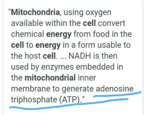 What is the name of energy given to the cell by mitocondria ?