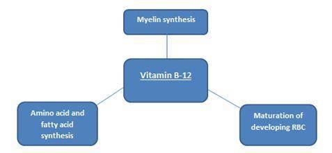 Vitamin b-12 is important for the synthesis of  which serves to insulate nerve cells.