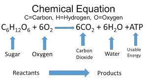 Type out the formula for cellular respiration. Label each reactant and product