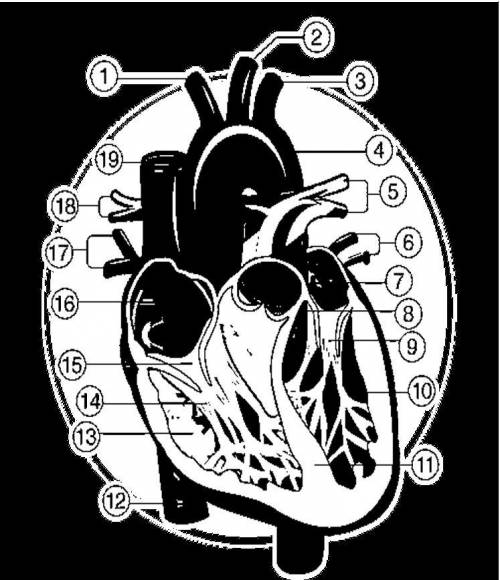 Using the diagram below identify and label the parts of a human heart, labeled with numbers 1 to 13